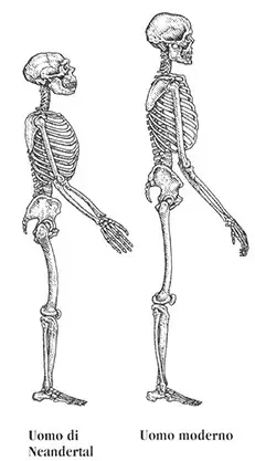 Confronto tra la struttura ossea dell’uomo di Neandertal e quella dell’Homo sapiens.