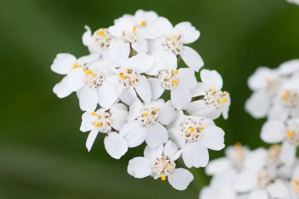Achillea millefolium detta anche “erba dij taj” - Botanica piemontese