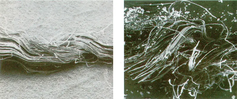 Un filo di trama (a sinistra) e uno di ordito (a destra) visti al microscopio elettronico. Una ricerca del 2015, basata sull’analisi del DNA delle particelle vegetali e animali presenti sul telo, ha avanzato l’ipotesi della provenienza indiana del tessuto. Il termine sindon potrebbe indicare la provenienza dalla regione del Sindh, nell’attuale Pakistan meridionale, oppure l’antico nome del fiume Indo, Sindhu (immagini tratte da Baima Bollone P., 