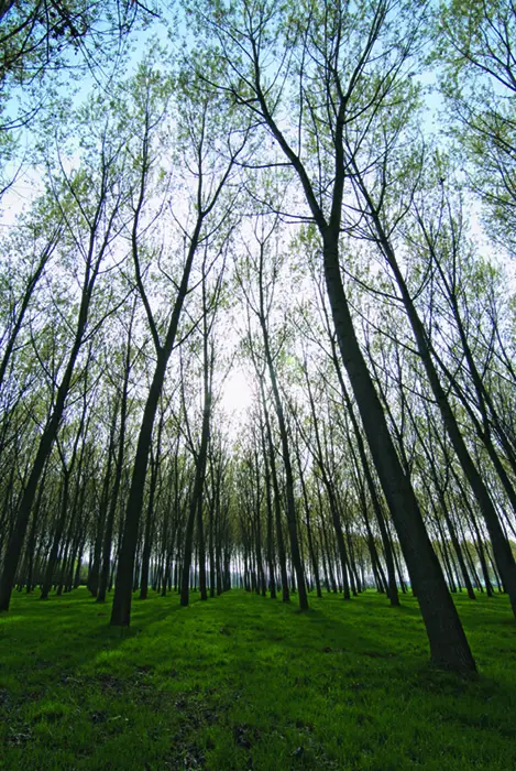 Parco Naturale di Stupinigi (CC BY-SA 2.0 Lorenzo Andrioli)