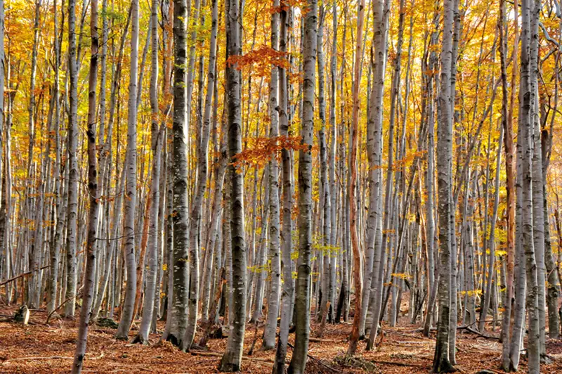 Parco Nazionale della Val Grande (© Archivio Parco Nazionale Val Grande - Foto di Giancarlo Parazzoli).
