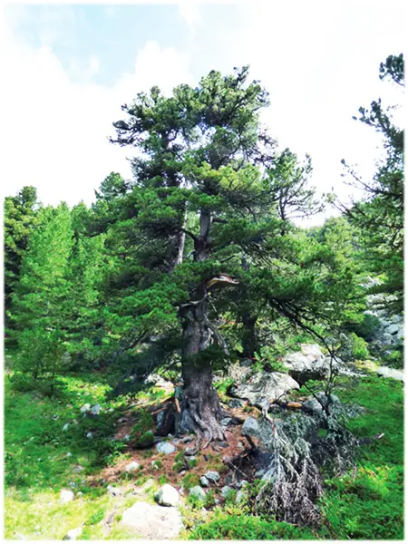 Bosco dell'Alevè, pino cembro dall'età stimata in 500 anni circa, riconosciuto come