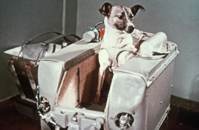 La cagnolina Laika, il primo essere vivente nello Spazio.