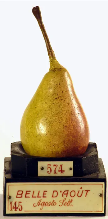 Foto © Museo della Frutta