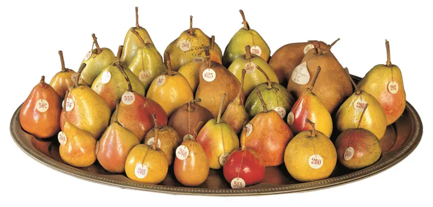 Foto © Museo della Frutta