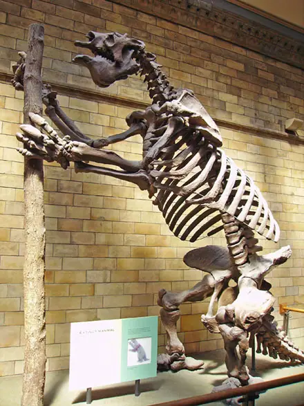 Scheletro di Megatherium americanum al Natural History Museum di Londra.
