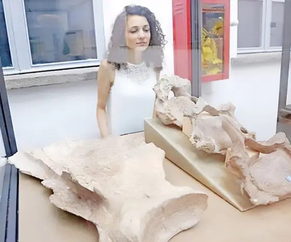 I resti del mastodonte (© Alba Sotterranea).