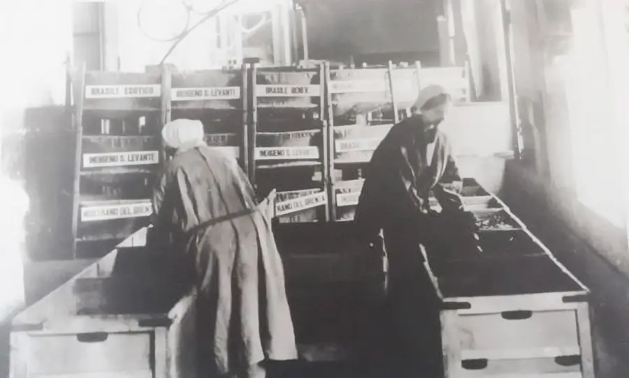 La selezione del tabacco.