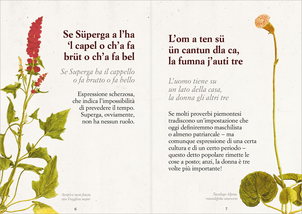 Anteprima Savejla lunga