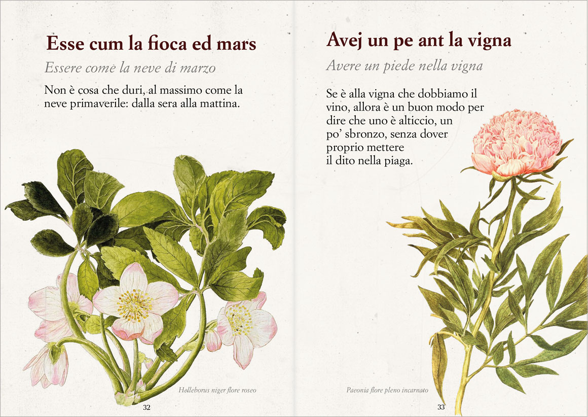 Anteprima Savejla lunga