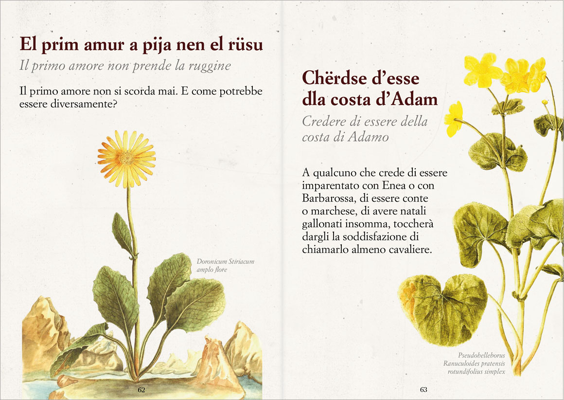 Anteprima Savejla lunga