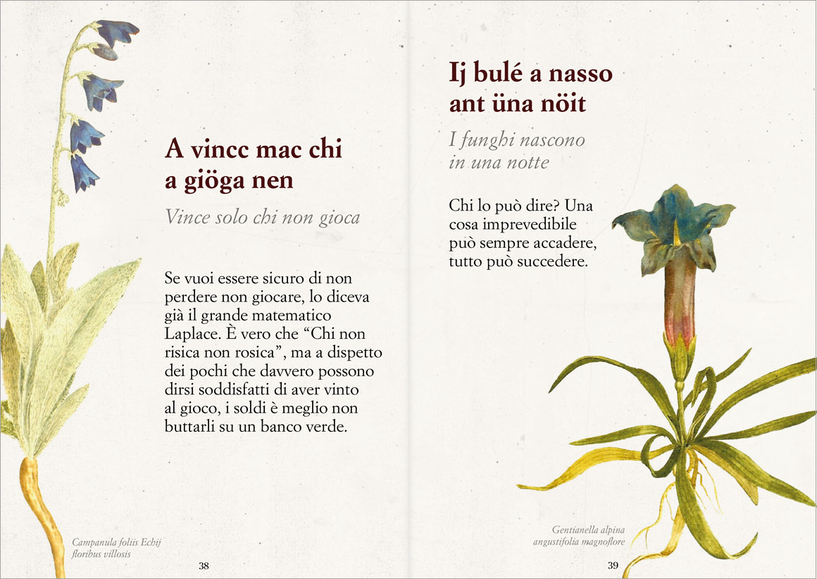 Anteprima Savejla lunga