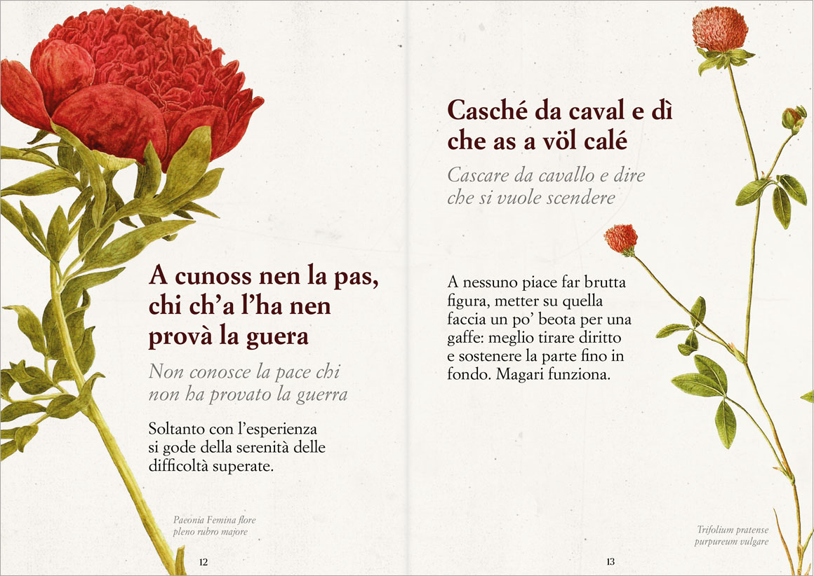 Anteprima Savejla lunga